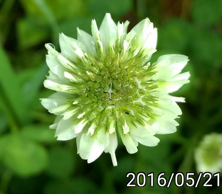 白三葉草的花, flowers of Trifolium repens, white clover